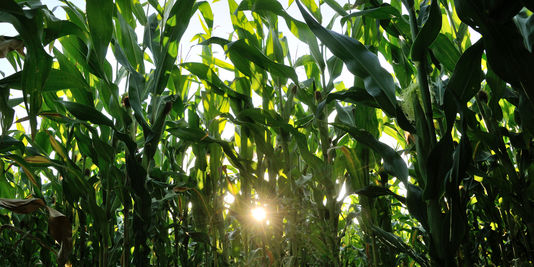 Un champ de maïs OGM illégal détruit par l'Etat
