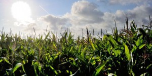 Monsanto investit 137 millions d'euros dans deux usines en France