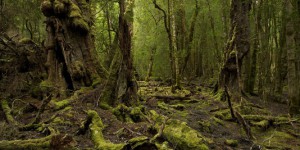 Patrimoine mondial : l'Unesco refuse de déclasser des forêts australiennes