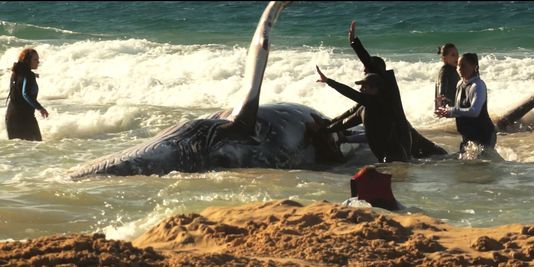 En Australie, course contre la montre pour sauver un baleineau