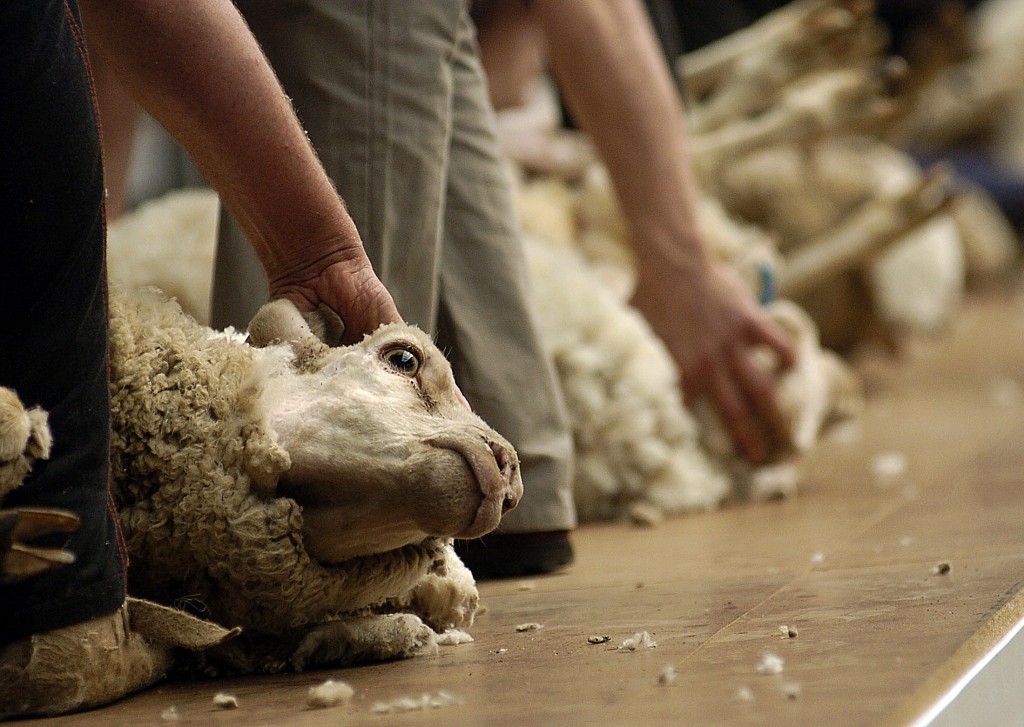 En Australie et aux Etats-Unis, des moutons torturés pour produire de la laine