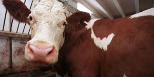Le bœuf, une source de protéines qui coûte cher à l'environnement