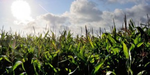 Les OGM et la panne de la biodiversité agricole