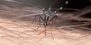 Les vacances d'été relancent la lutte contre le chikungunya dans les Antilles