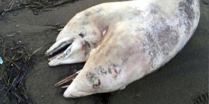 Un dauphin à deux têtes s’échoue sur une plage turque