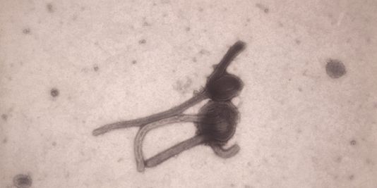 Ebola : l’OMS autorise l’usage de traitements expérimentaux