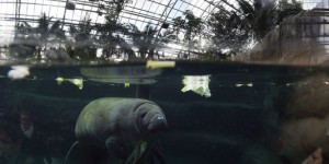 Un lamantin du zoo de Vincennes se noie dans son bassin