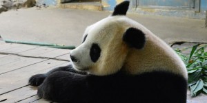 Les premiers triplés pandas du monde voient le jour en Chine