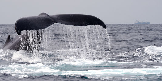 1 645 baleines ont été tuées dans le monde en 2013