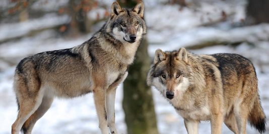 Des associations s'insurgent contre l'extension du droit de chasser le loup
