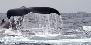 Baleines : la pression s'accroît sur le Japon, déterminé à retourner en Antarctique