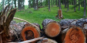 La forêt publique française sous la menace de nouvelles coupes budgétaires