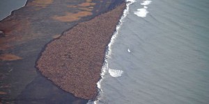 En Alaska, 35 000 morses se réfugient sur une plage faute de banquise