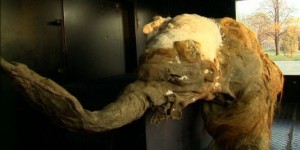 Un bébé mammouth (de 39 000 ans) exposé à Moscou