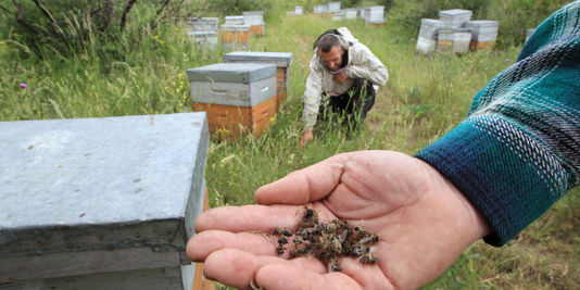 Appel inédit aux dons d'essaim après l'hécatombe d'abeilles dans les Pyrénées