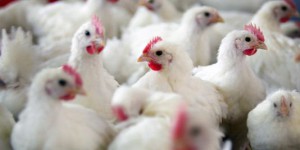 Des cas de grippe aviaire détectés dans une ferme du Yorkshire