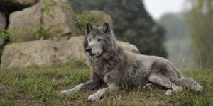 Le maire d'un village offre 2 000 euros à qui capturera le loup