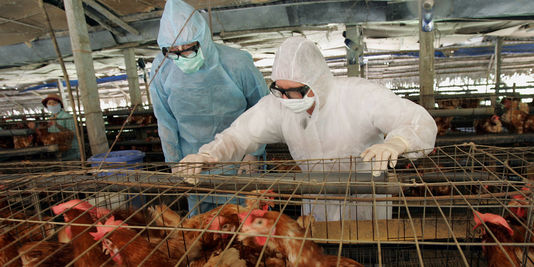 Quels sont les risques de la grippe aviaire de retour en Europe ?