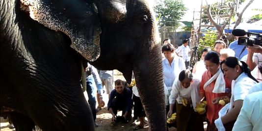 Sambo, l'éléphante la plus célèbre du Cambodge, prend sa retraite