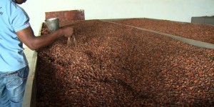 Sierra Leone : amère récolte de cacao