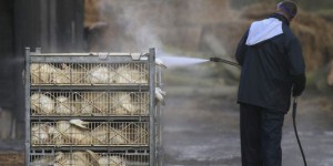 Plus de 1 200 dindes tuées par la grippe aviaire en Italie