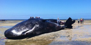 Six cachalots retrouvés morts sur une plage australienne