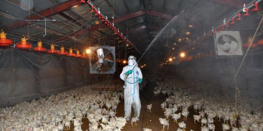 Grippe aviaire : 37 000 poulets abattus au Japon
