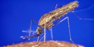 Paludisme : alerte aux résistances en Asie du Sud-Est
