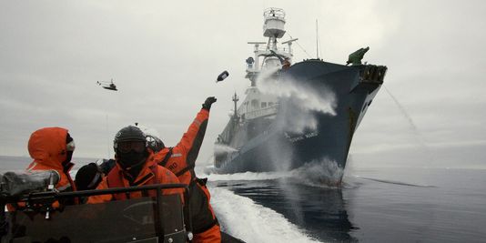 Sea Shepherd à l'assaut des pêcheurs d'« or blanc » en Antarctique