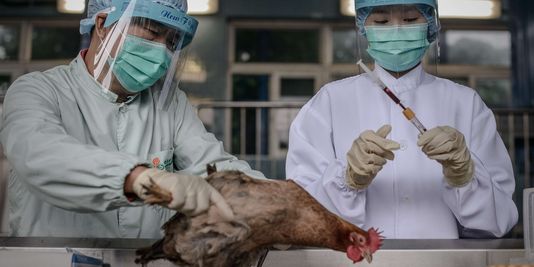 Une victime de la grippe aviaire H7N9 en Chine