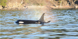 J-50, un bébé orque au comportement mystérieux