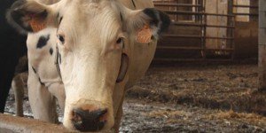 Aux Etats-Unis, la souffrance animale n’arrête pas les recherches sur l’élevage intensif