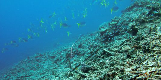 La Grande Barrière de corail bientôt débarrassée des déchets de dragage