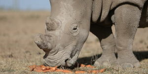 Le rhinocéros blanc, une espèce bientôt éteinte, « pour une certaine période »