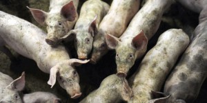 Action des producteurs de porcs inquiets des cours trop bas
