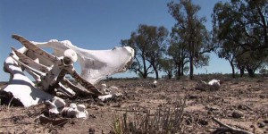 L'Australie face à une sécheresse dévastatrice