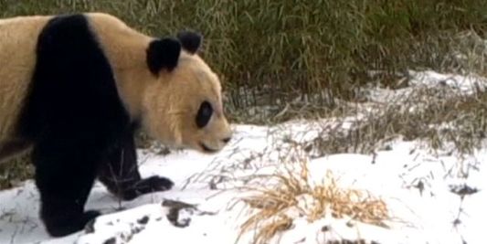 Les pandas reviennent dans le Gansu