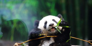 La population de pandas géants augmente-t-elle vraiment en Chine ?