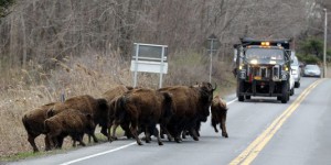Quinze bisons abattus après s'être échappés d'une ferme américaine