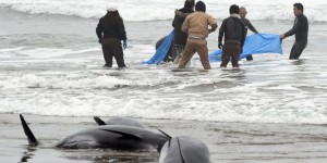Une centaine de dauphins s'échouent sur une plage au Japon