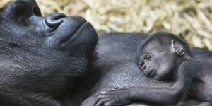 La consanguinité a contribué à la survie des gorilles des montagnes