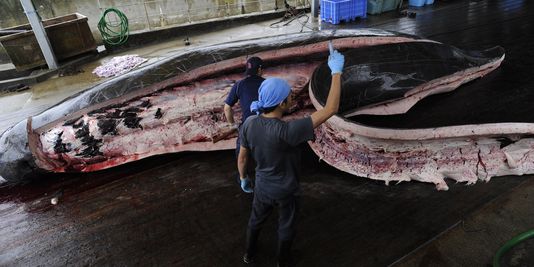 Le Japon veut repartir à la chasse à la baleine dans l'Antarctique