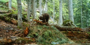 La population d'ours pyrénéens augmente mais reste fragile
