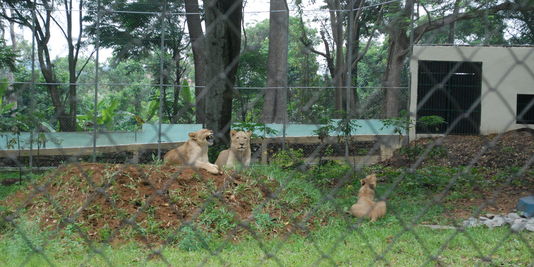 Au zoo d’Abidjan, les lions rugissent de nouveau