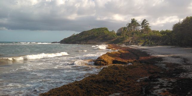 Les Antilles envahies par des « radeaux » d’algues brunes