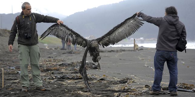 Au Chili, 1 300 oiseaux retrouvés morts sur une plage