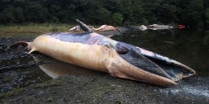 Chili : plus de 20 baleines échouées sur la côte