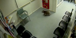 Un koala s’invite dans les couloirs d’un hôpital