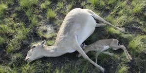 Mort mystérieuse de 120 000 antilopes saïgas, en voie d'extinction au Kazakhstan
