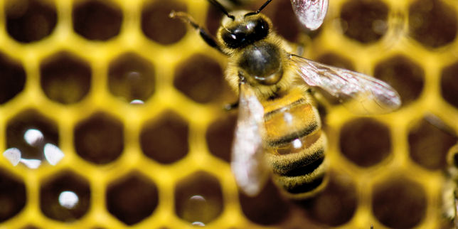 Pertes d’abeilles sans précédent aux Etats-Unis